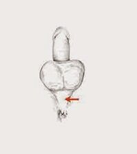 м'язи потенції та їх напруга для підвищення потенції